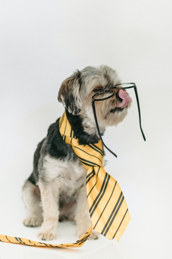 A dog wearing a tie and glasses